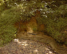 Springs, Cornwallis Cave aquifer